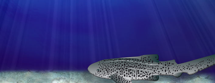 requin léopard, plongée madagascar, gorgonnes, éponges, coraux