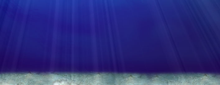 requin léopard, plongée madagascar, gorgonnes, éponges, coraux